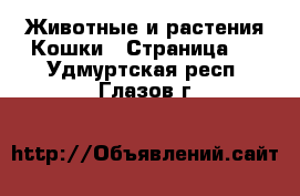 Животные и растения Кошки - Страница 2 . Удмуртская респ.,Глазов г.